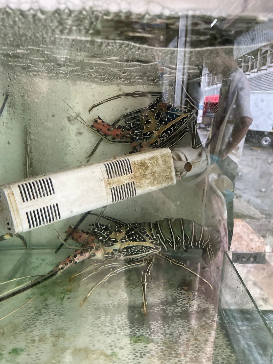 亚庇中央市场买海鲜