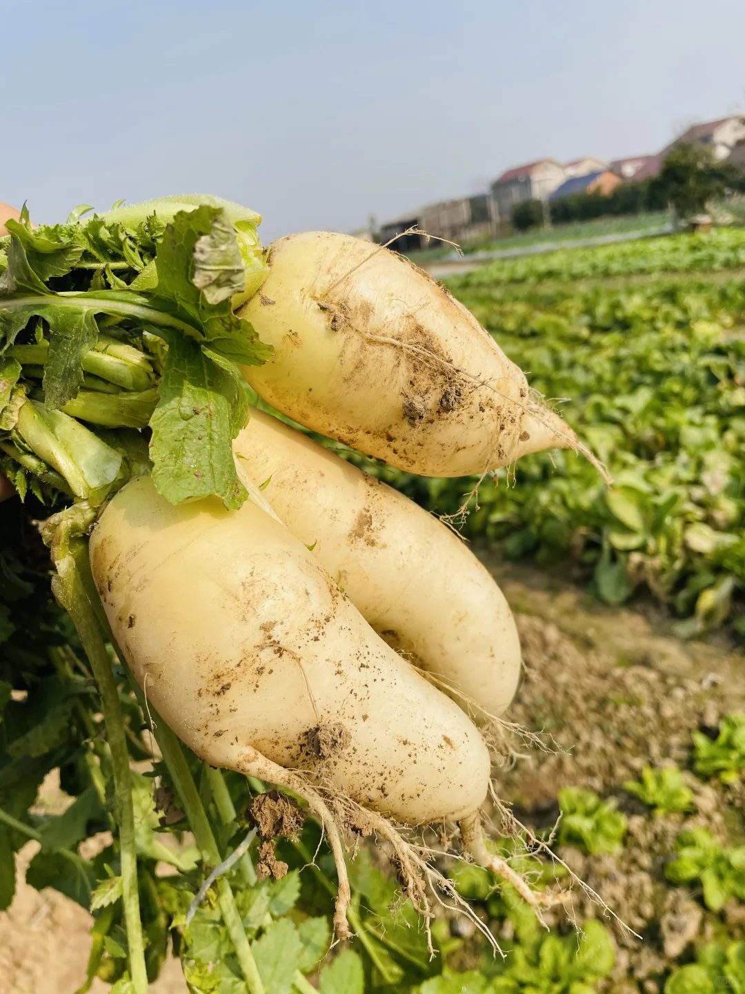 要吃就是绿色健康农家菜?