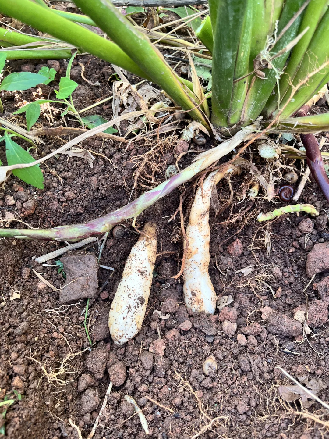 推荐种植的14种根茎作物