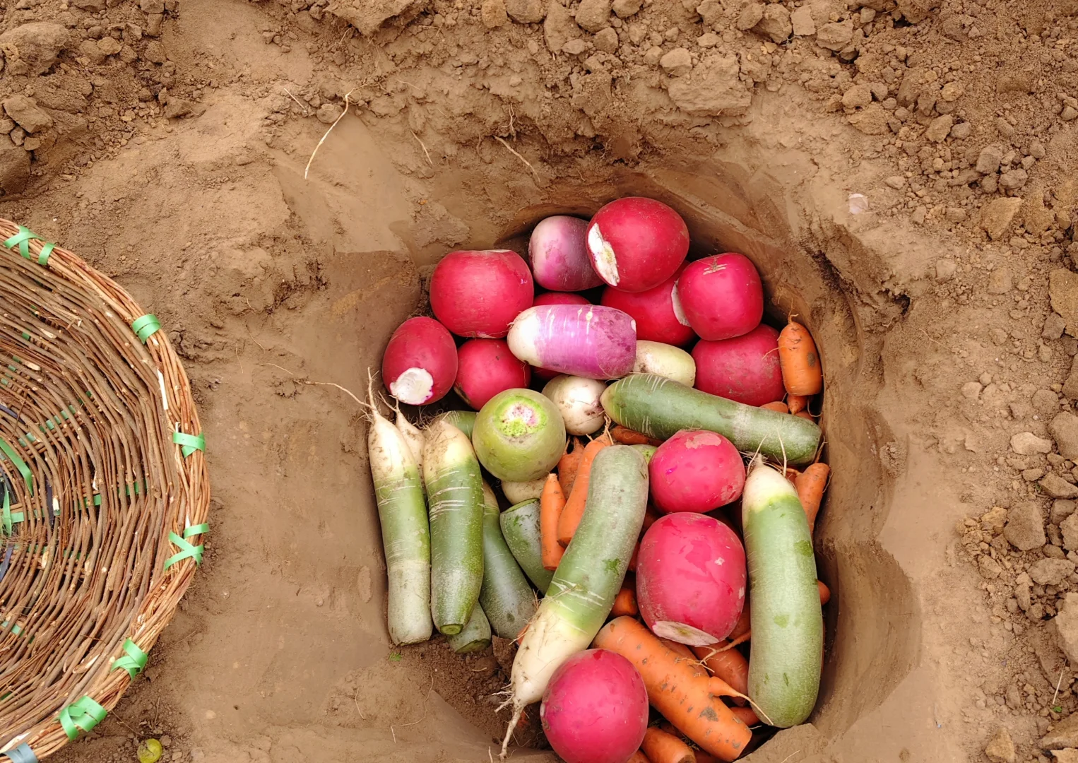 东北农家菜园秋收2️⃣萝卜