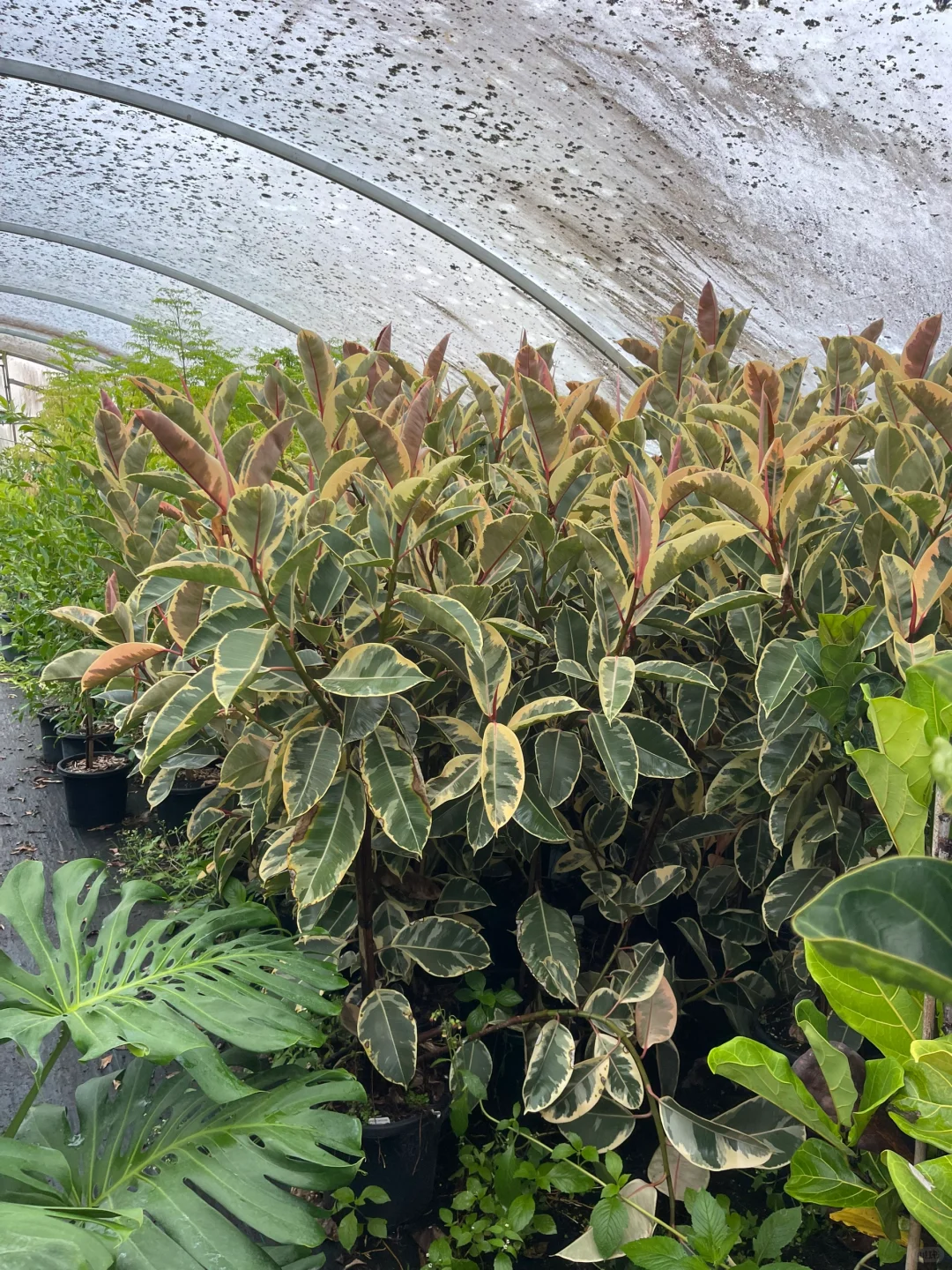 苗圃日常的打理