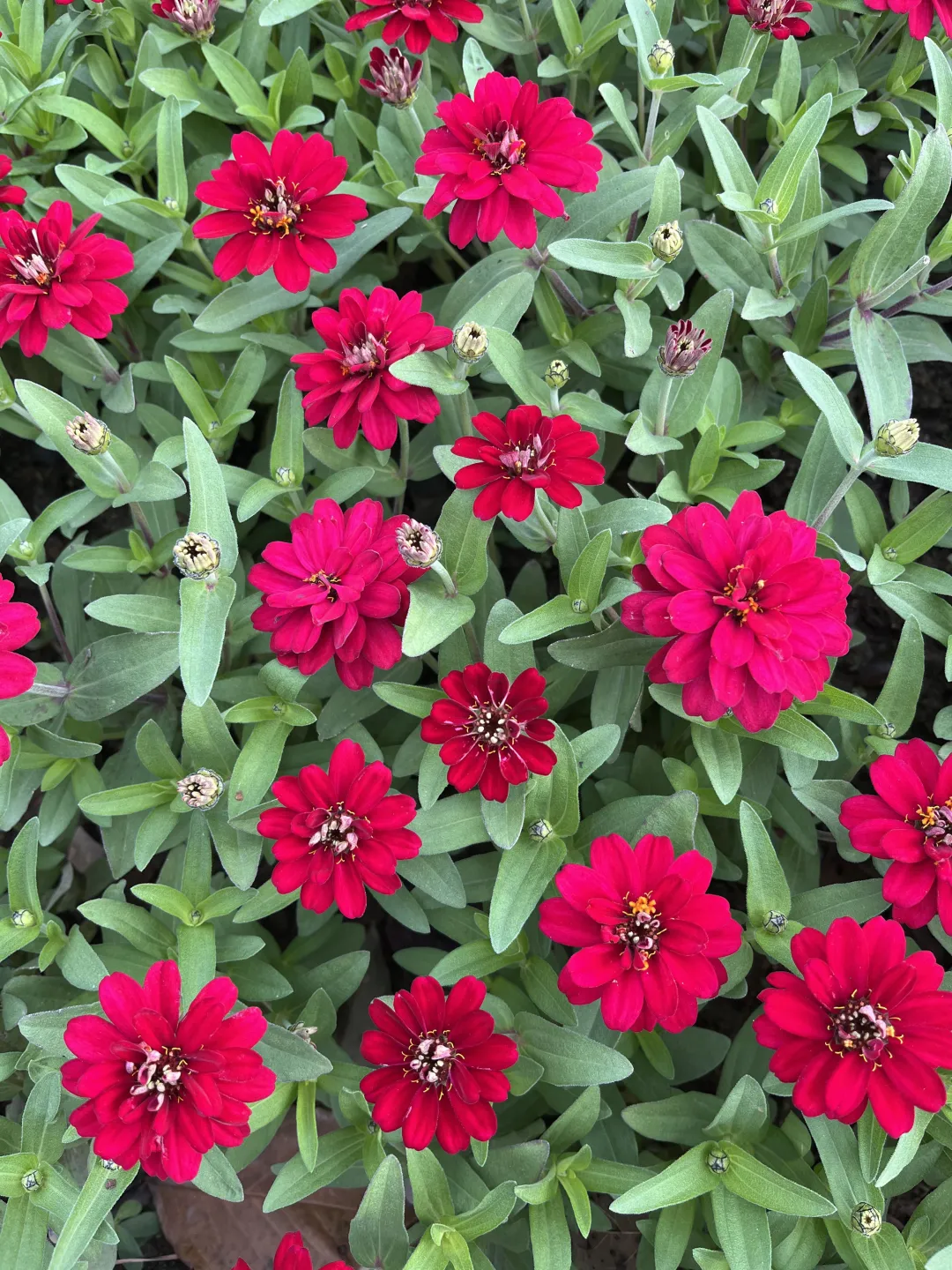 《百日菊，繁花》