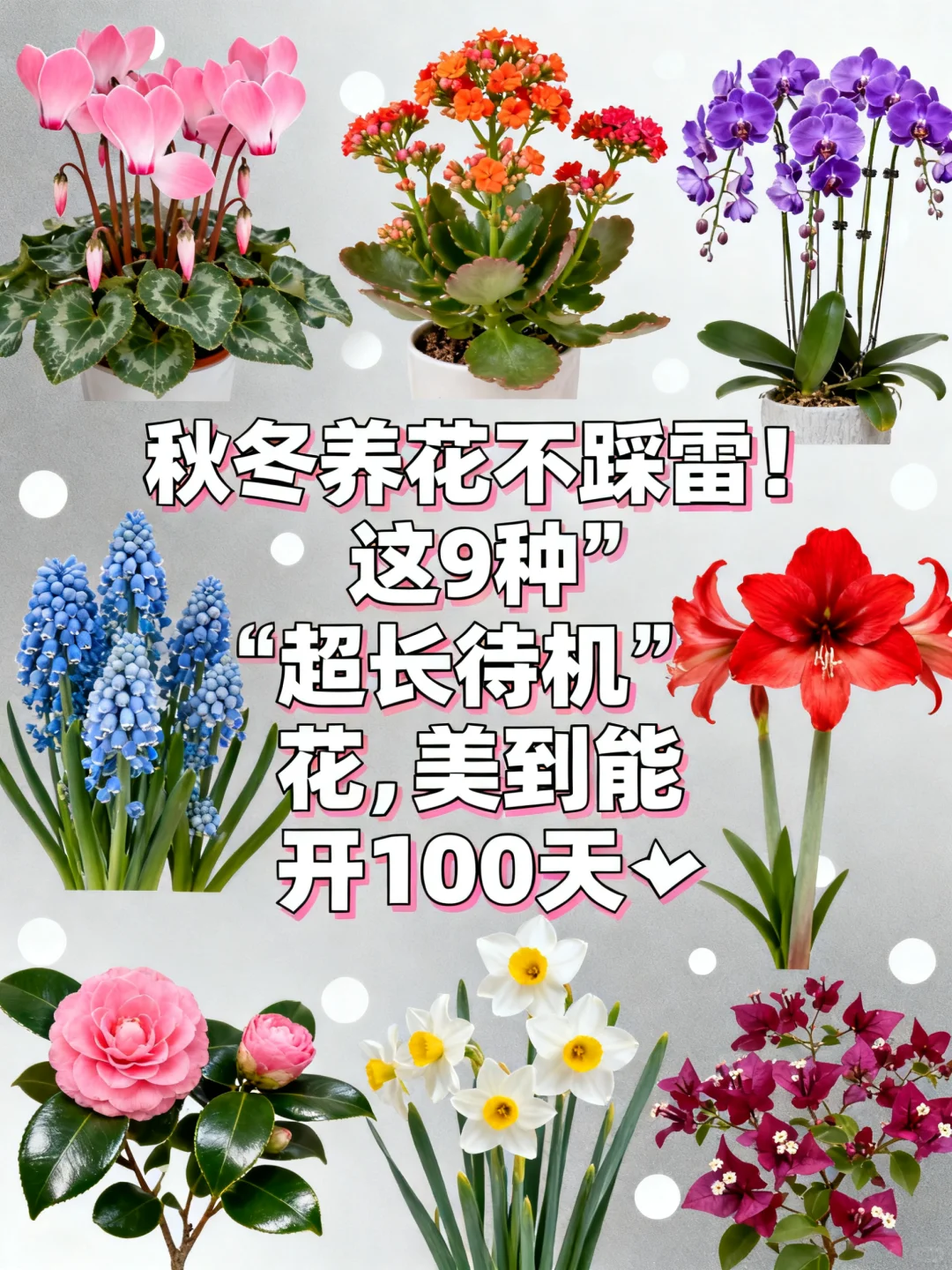 这 9 种 “超长待机” 花，美到能开 100 天