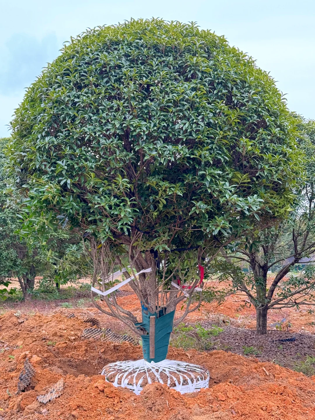 今天两大车桂花发往杭州??