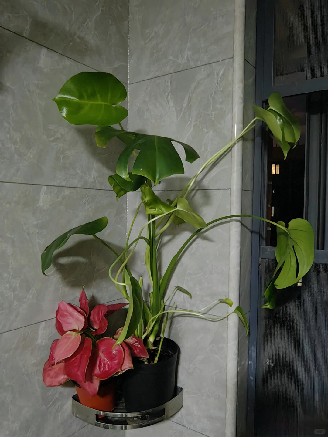 五十三块钱淘来的一堆绿植，也没有谁了吧！