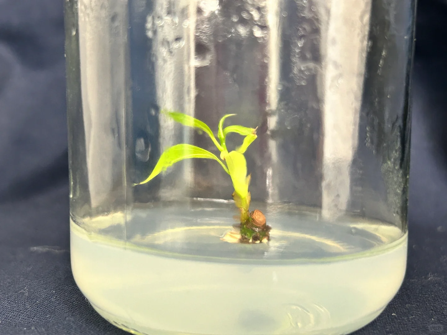读研日记｜木本植物组织培养实验太神奇了