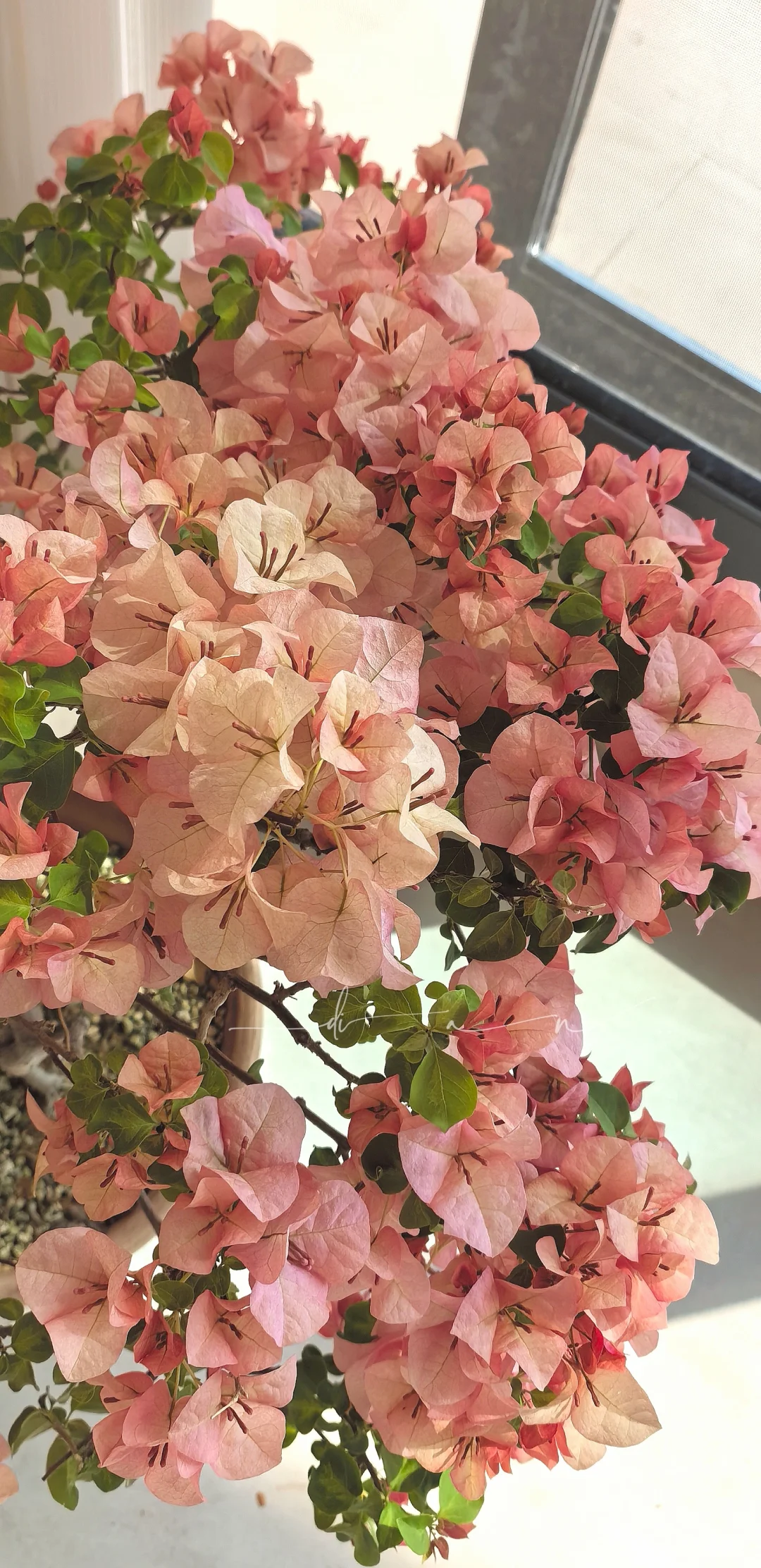 这棵大日落 每年开春都给我惊喜！