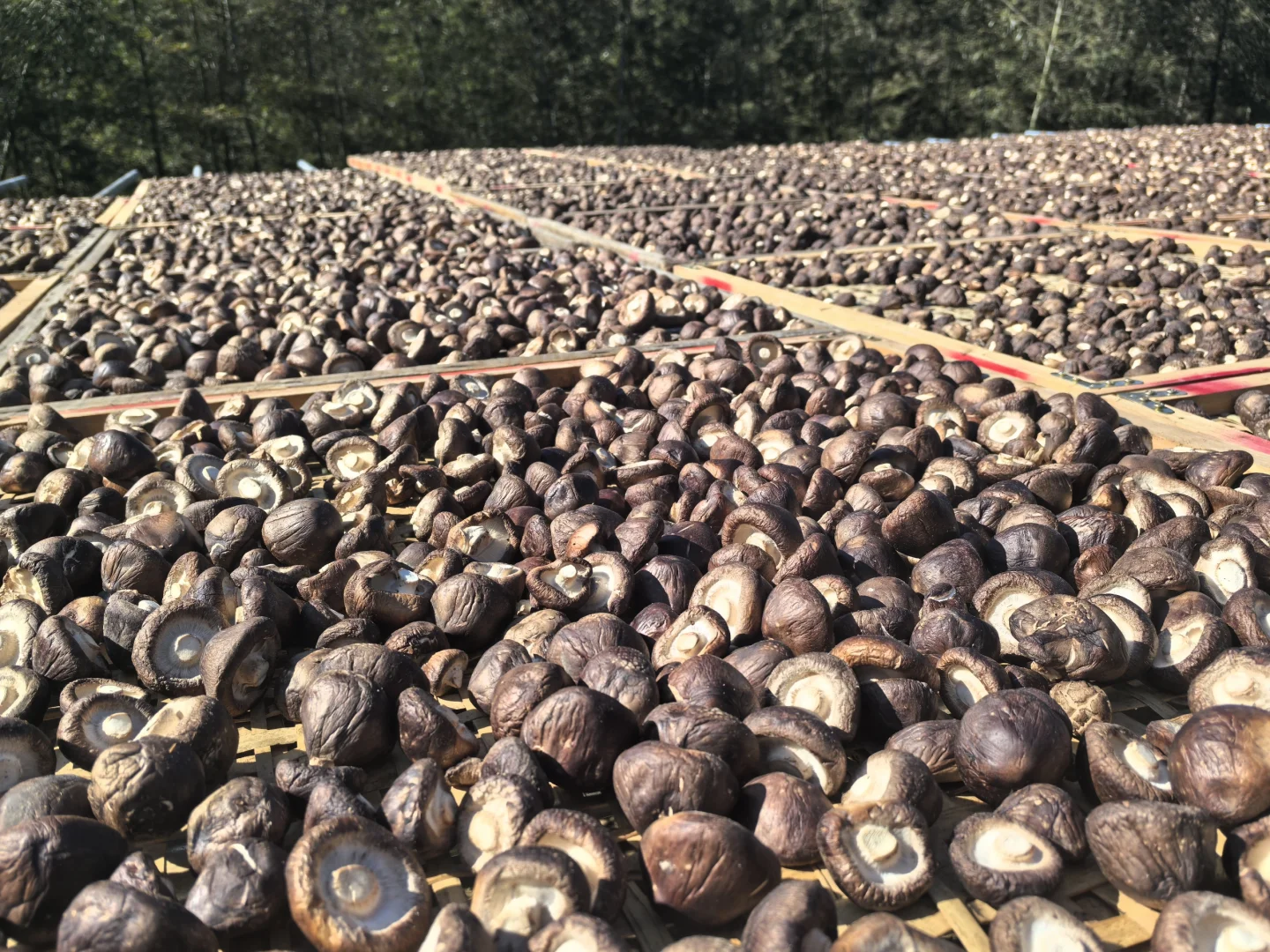 香菇，你就是我的精神粮食香菇???