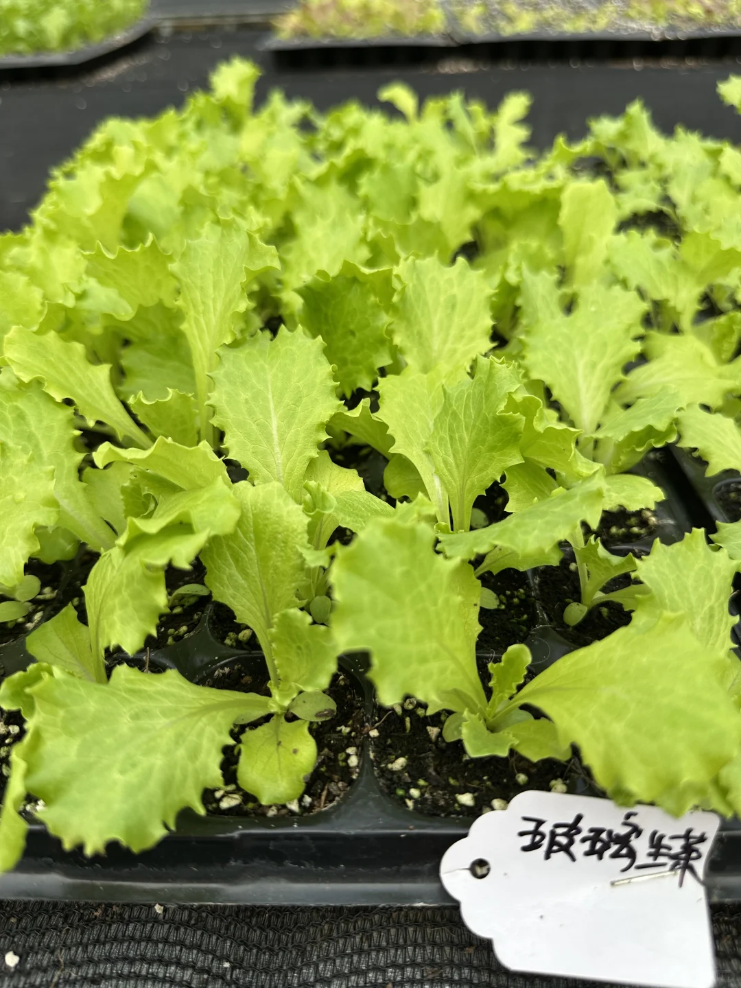 南宁大学东路万达广场旁，各种菜苗。