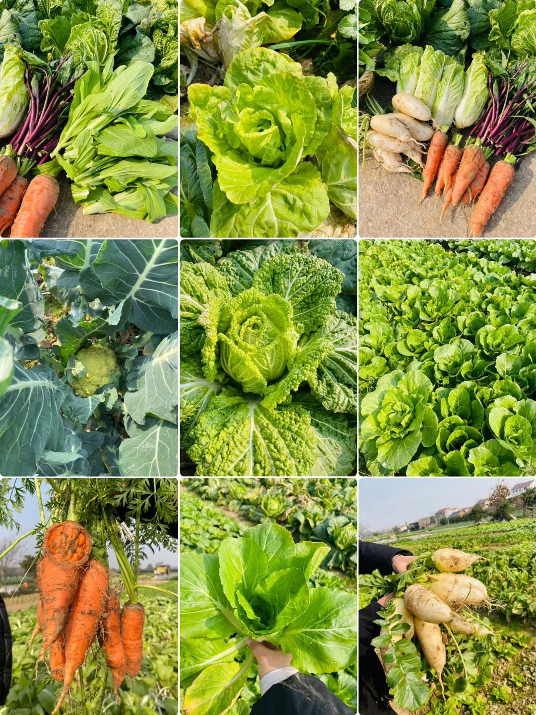 要吃就是绿色健康农家菜?