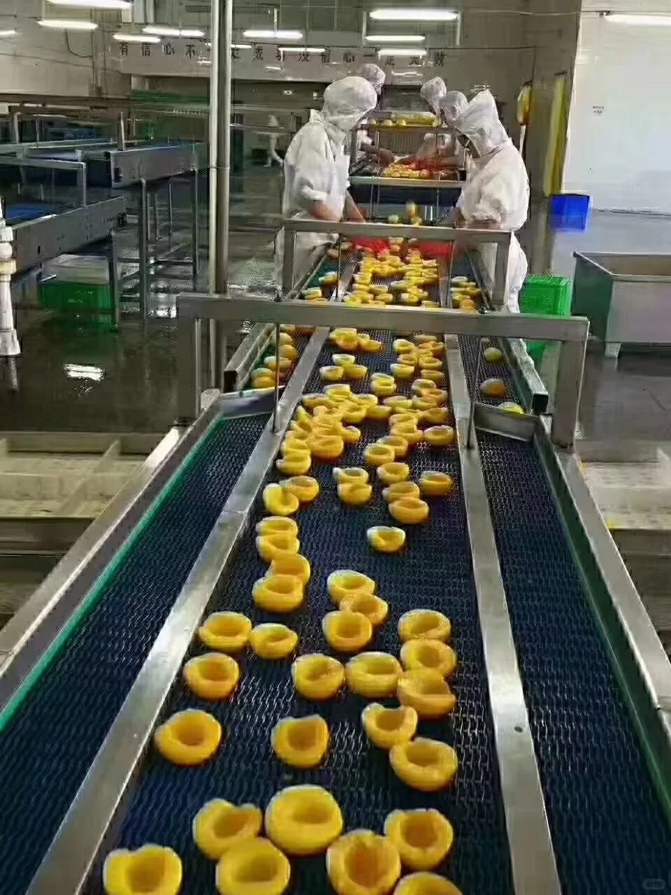 大连真心罐头食品厂招聘