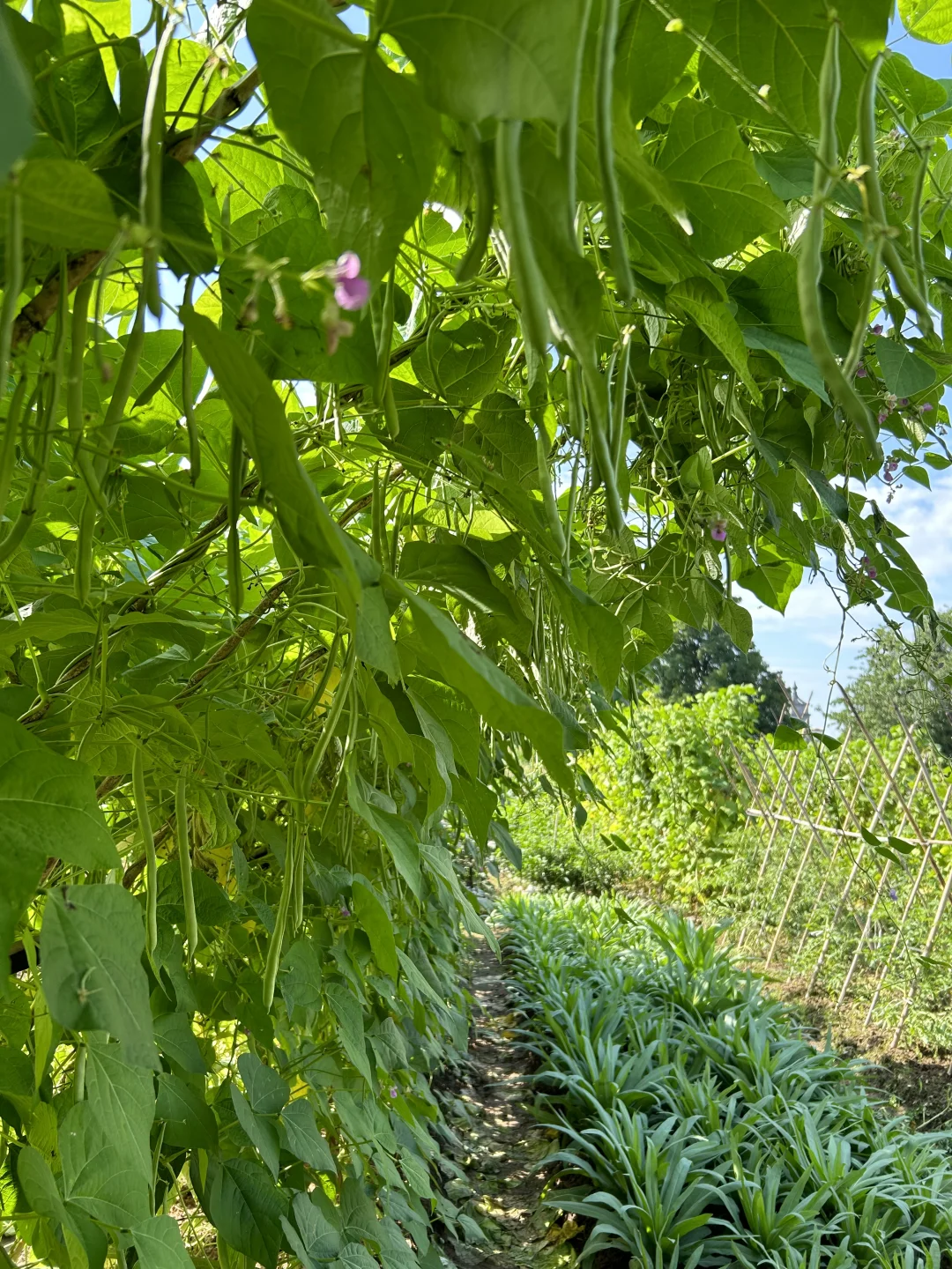 夏天的菜园满满当当 一顿八个菜 各个不重样