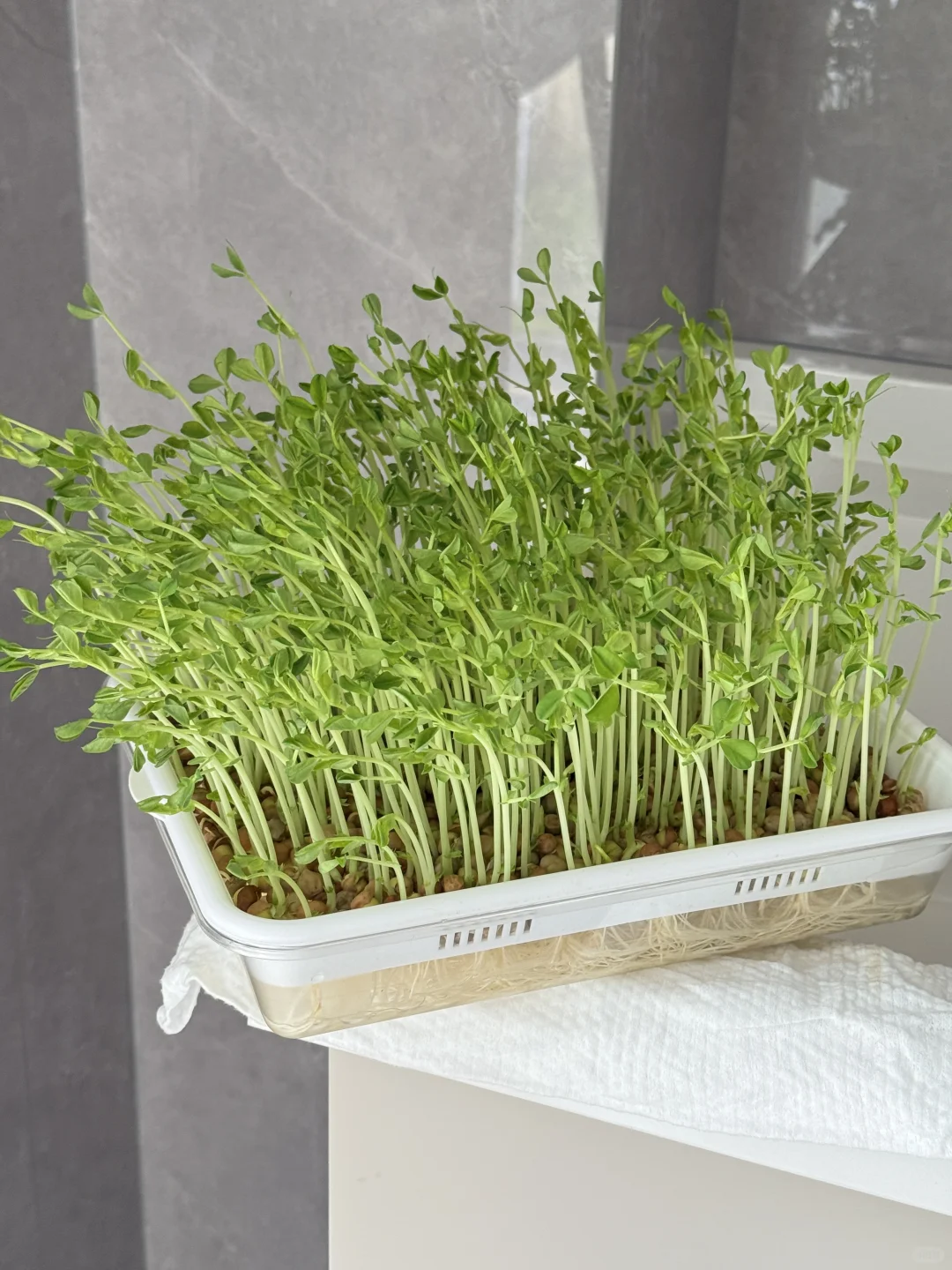 种菜基因觉醒！！！