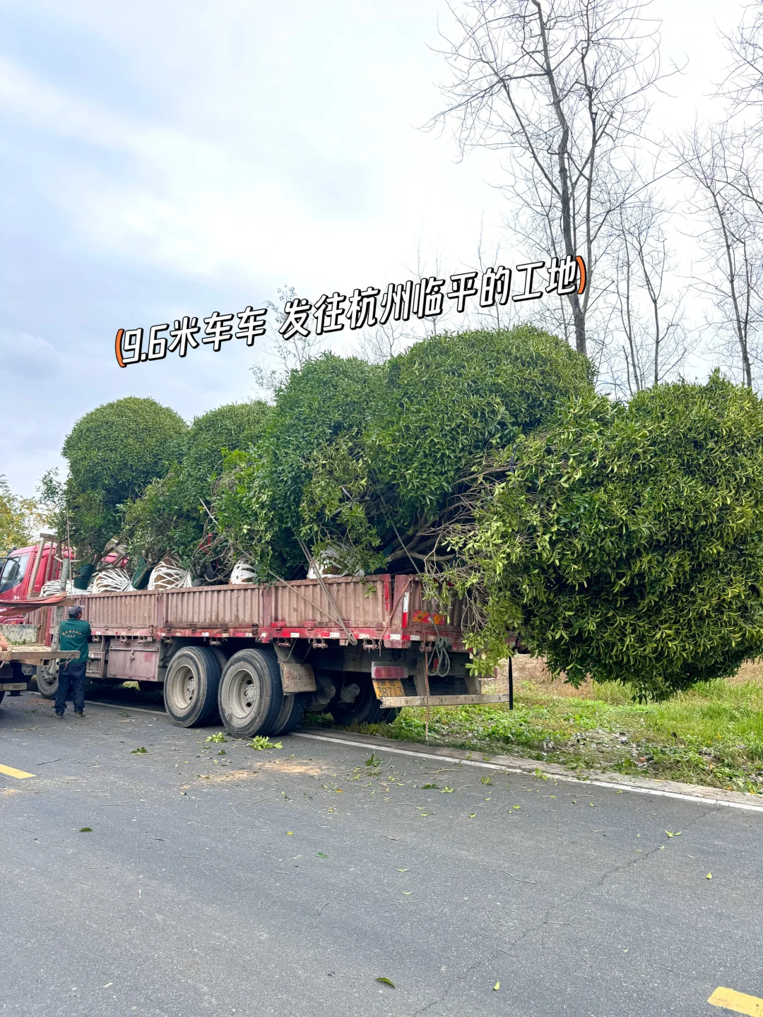 今天两大车桂花发往杭州??