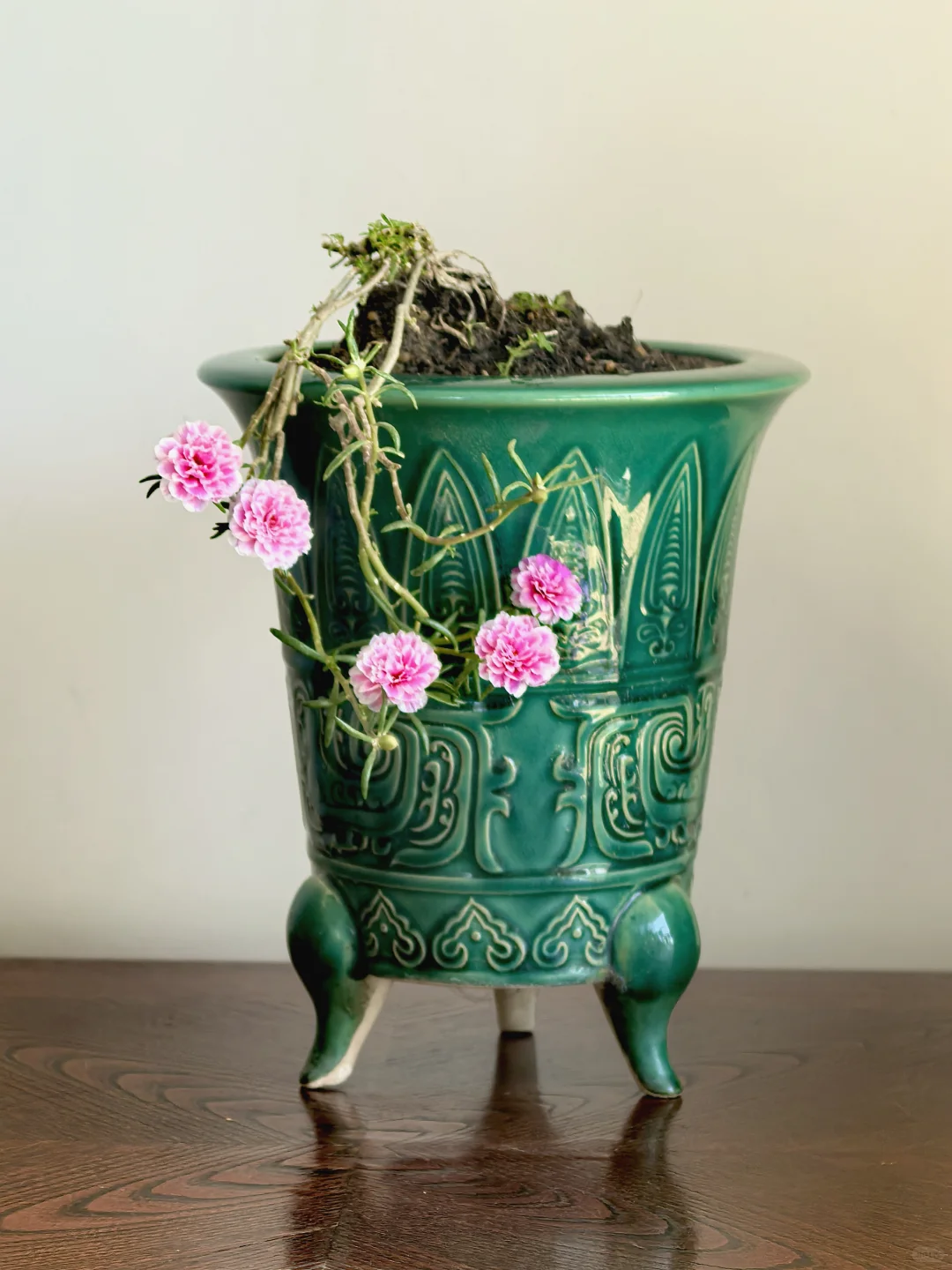 我家太阳花小盆景