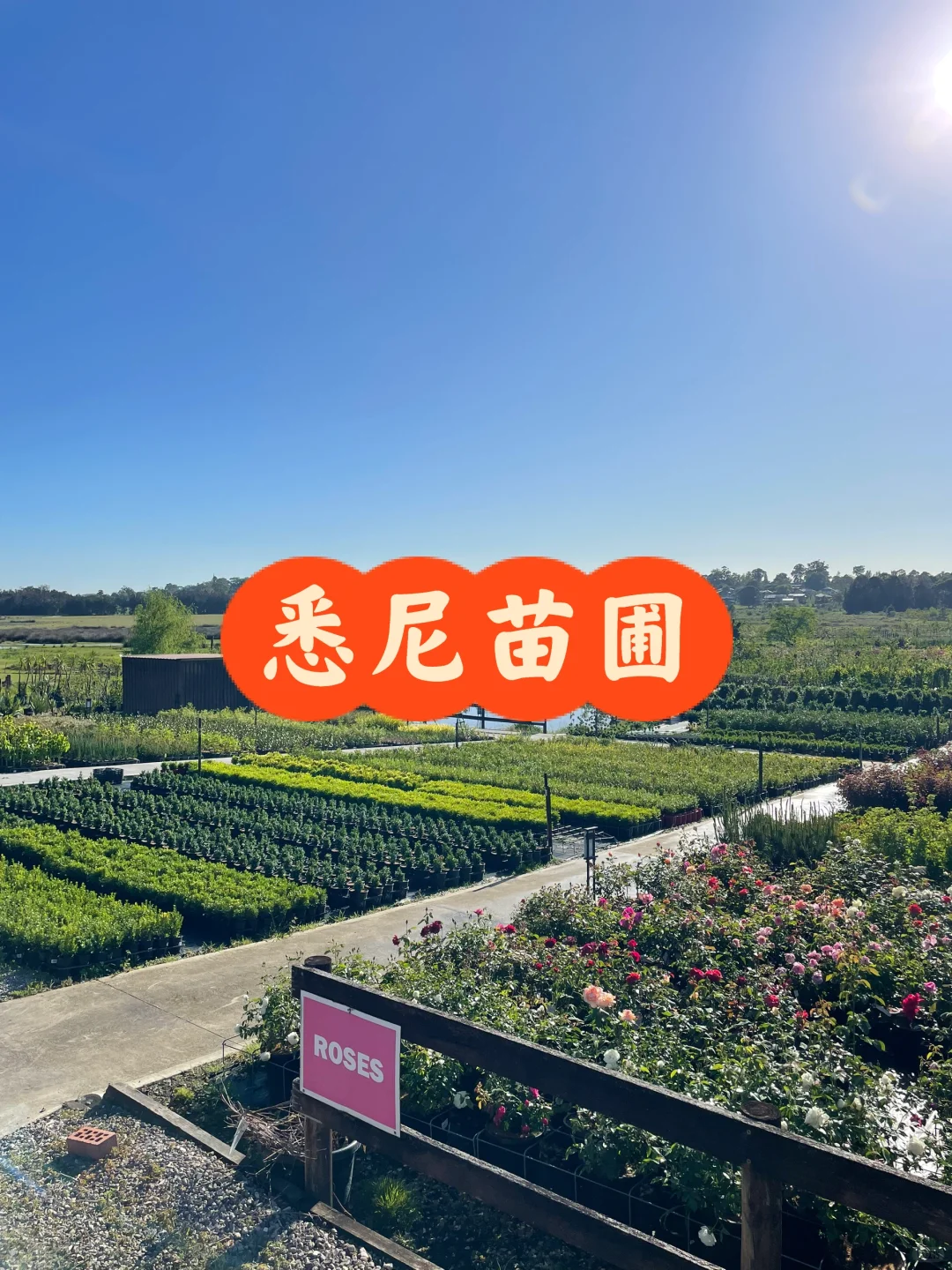 悉尼华人苗圃Camden Nurseries