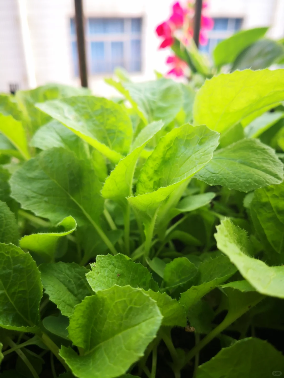 五种适合冬季阳台种的蔬菜，有土有水就能长