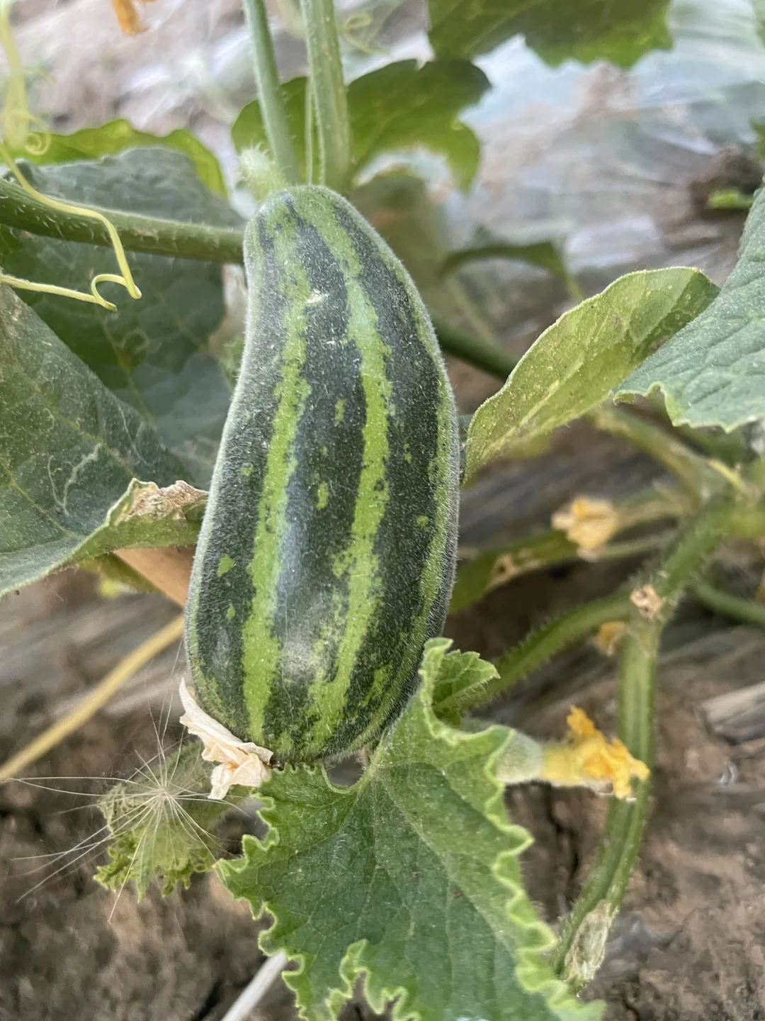 春种的蔬菜开始结果了