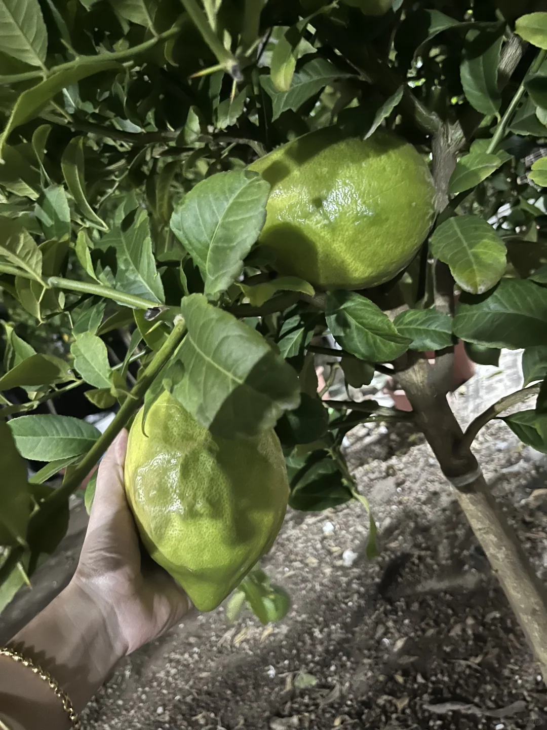 超大一个柠檬?果！！！