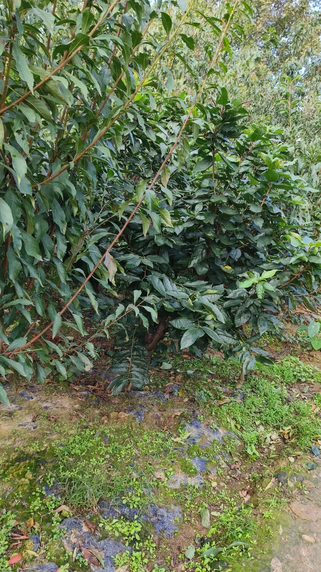 成都龙泉驿区果树苗基地