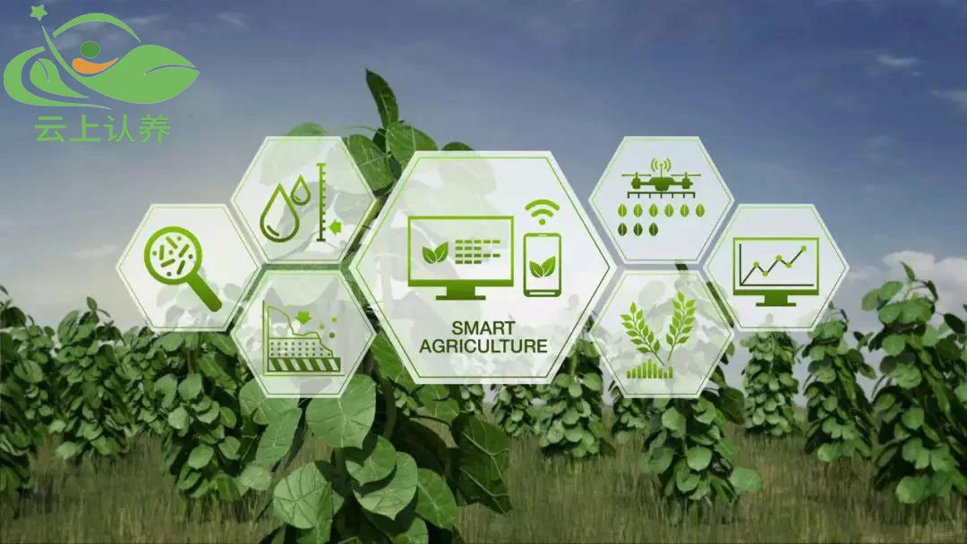 云上认养——智慧农业让种植在“云端”。