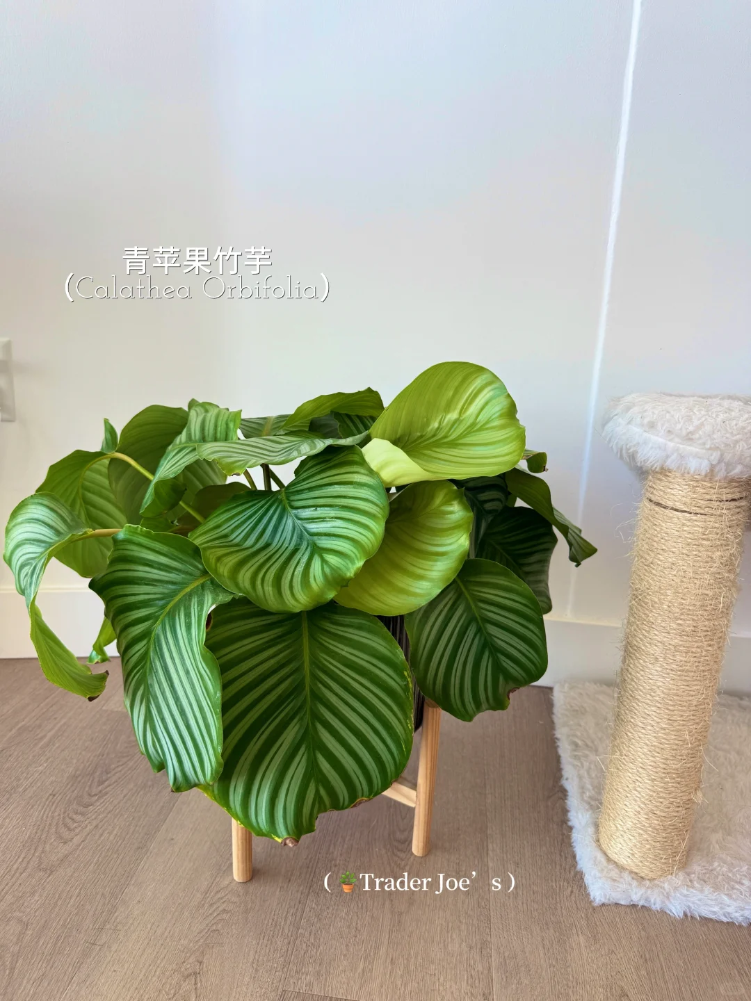 懒人轻松养??氛围感能量绿植分享