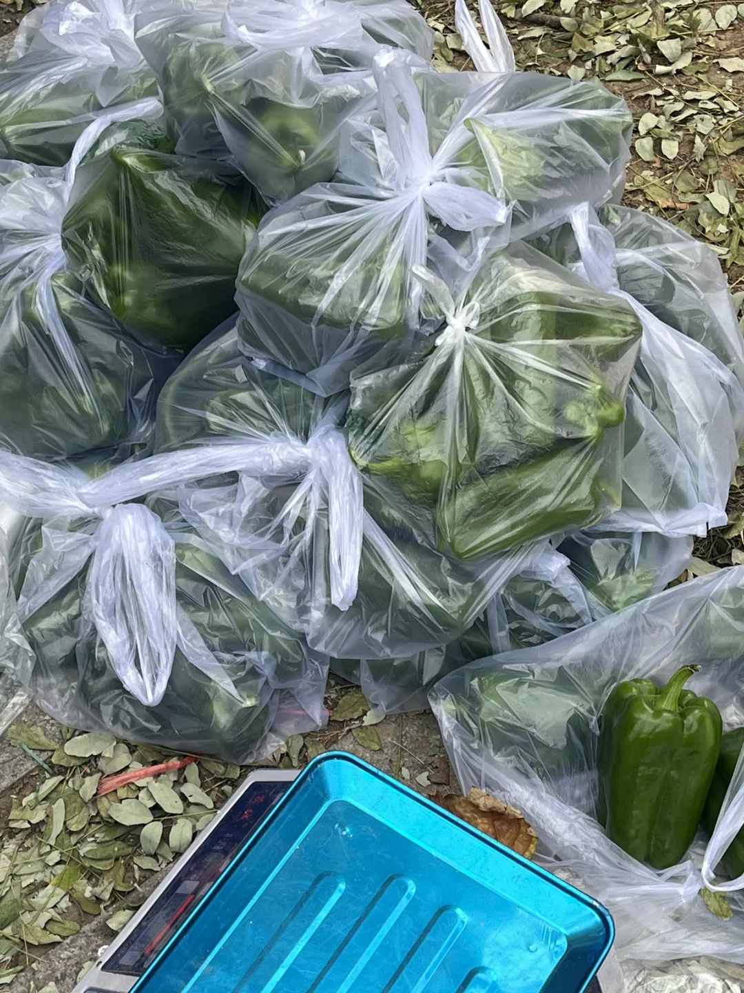 饭店老板的救星⭐蔬菜批发商的日常