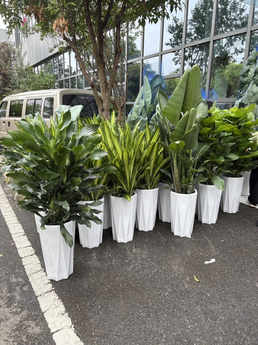 买到超好看的绿植！?