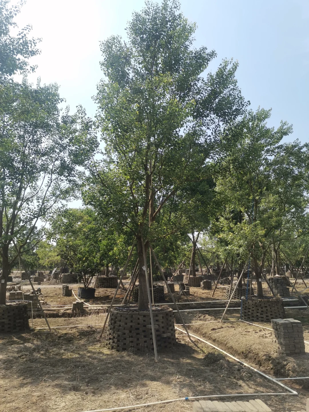 大乌桕+小乌桕均有货