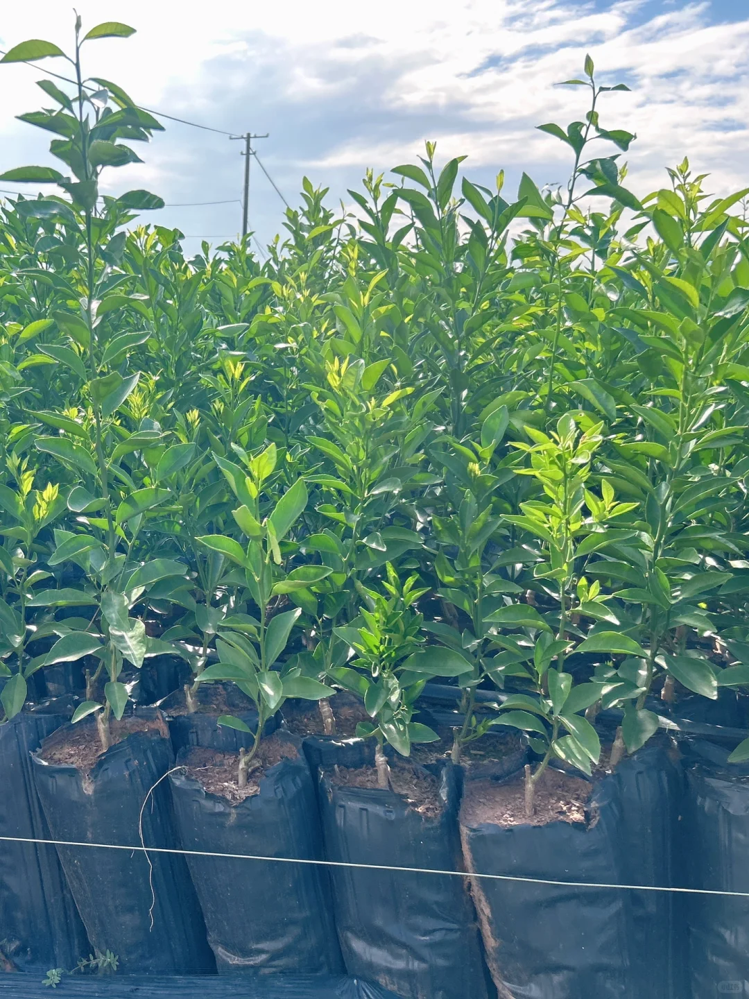 衢橘苗种植指南,从选苗开始