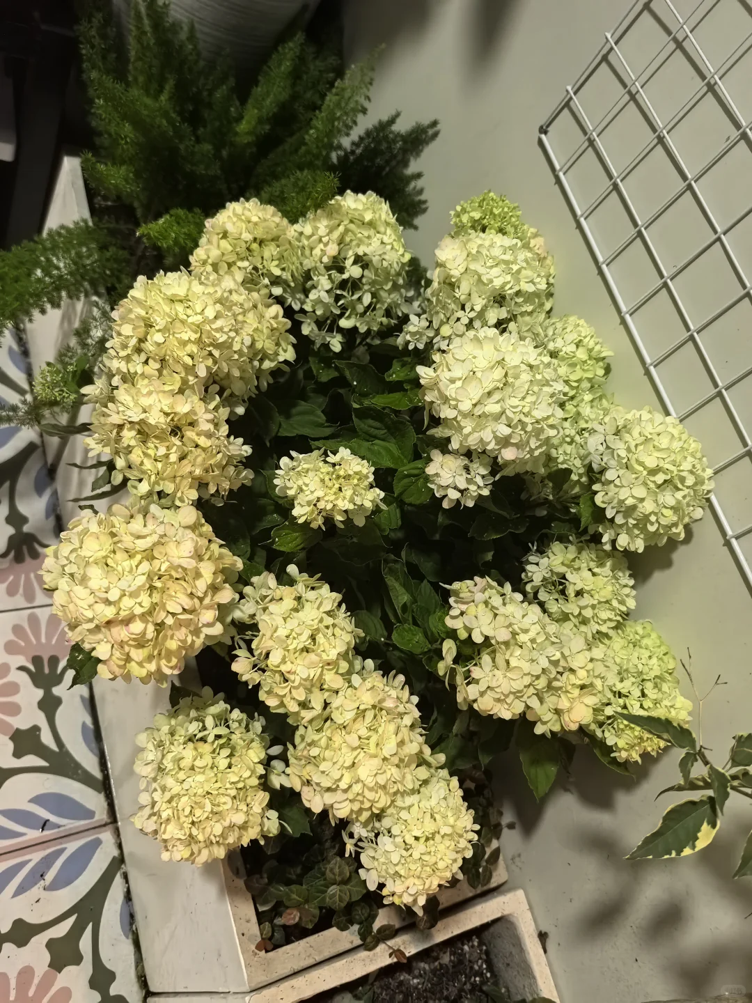 家庭花草种植交流