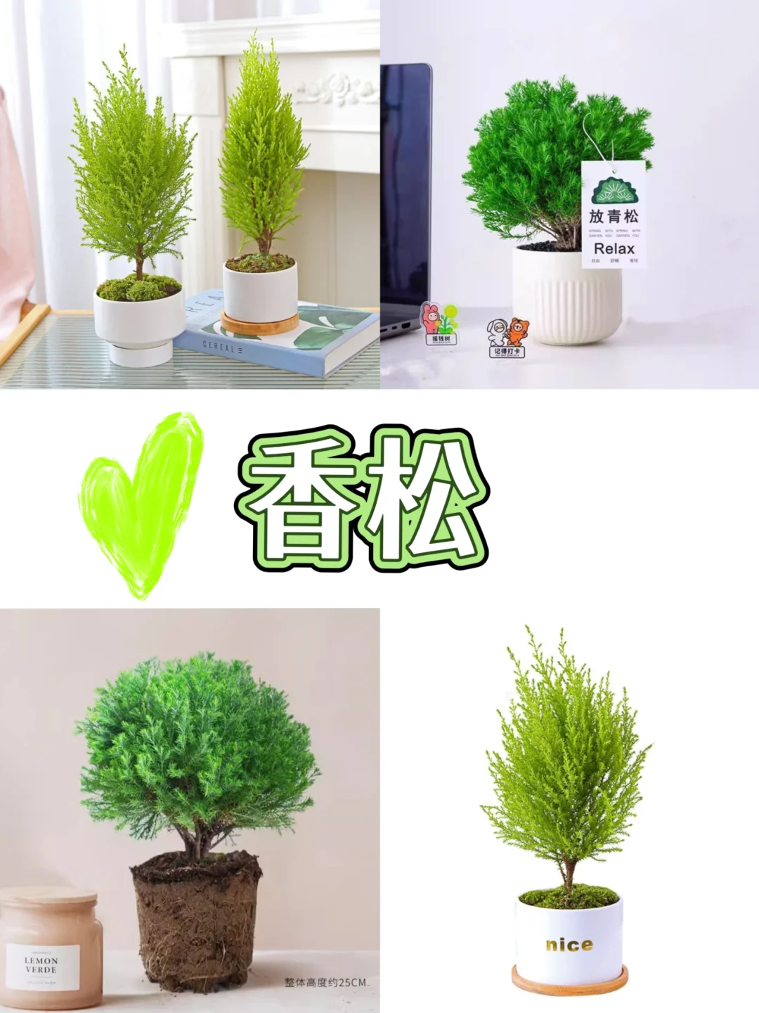 打工人桌面指南‼️自带香气的9⃣️款盆栽