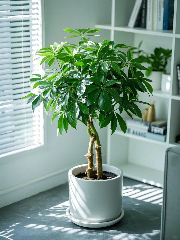 养了6年的鸭掌木,终于被我养明白了!