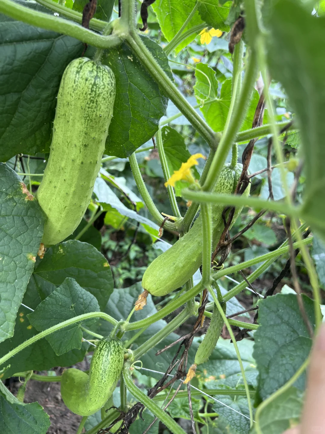 不好意思！最近只有这些菜❗️