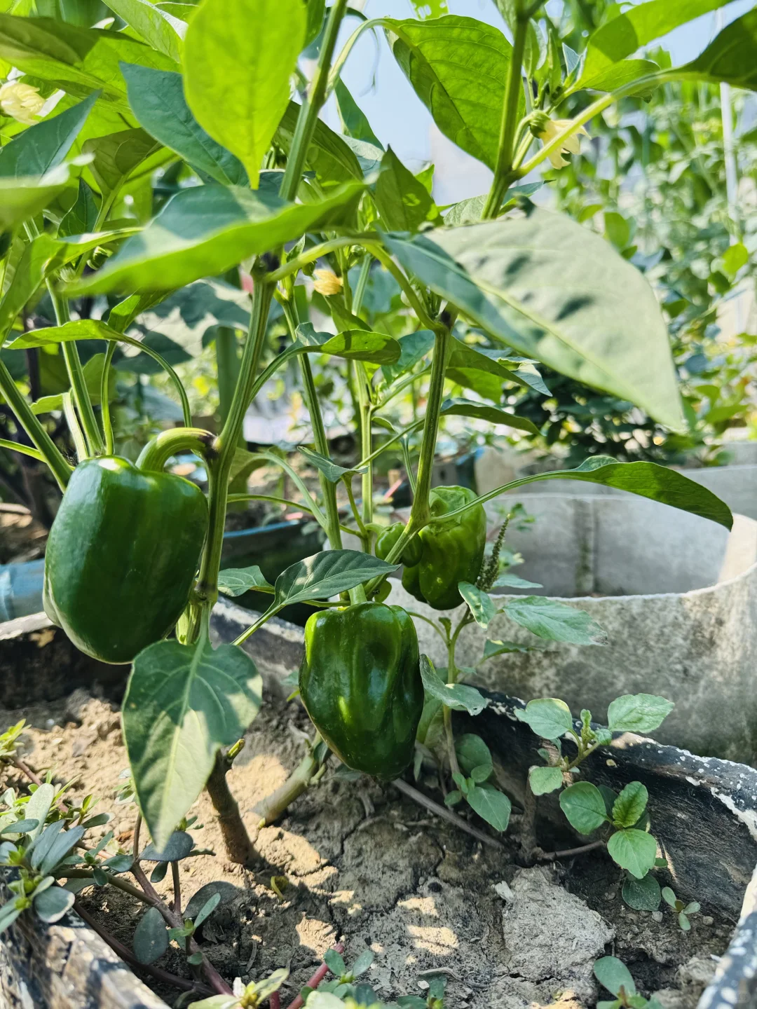 春播的蔬菜开始陆续长大了