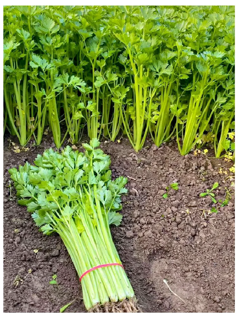 2025年常见蔬菜种植时间来了，抓紧收藏