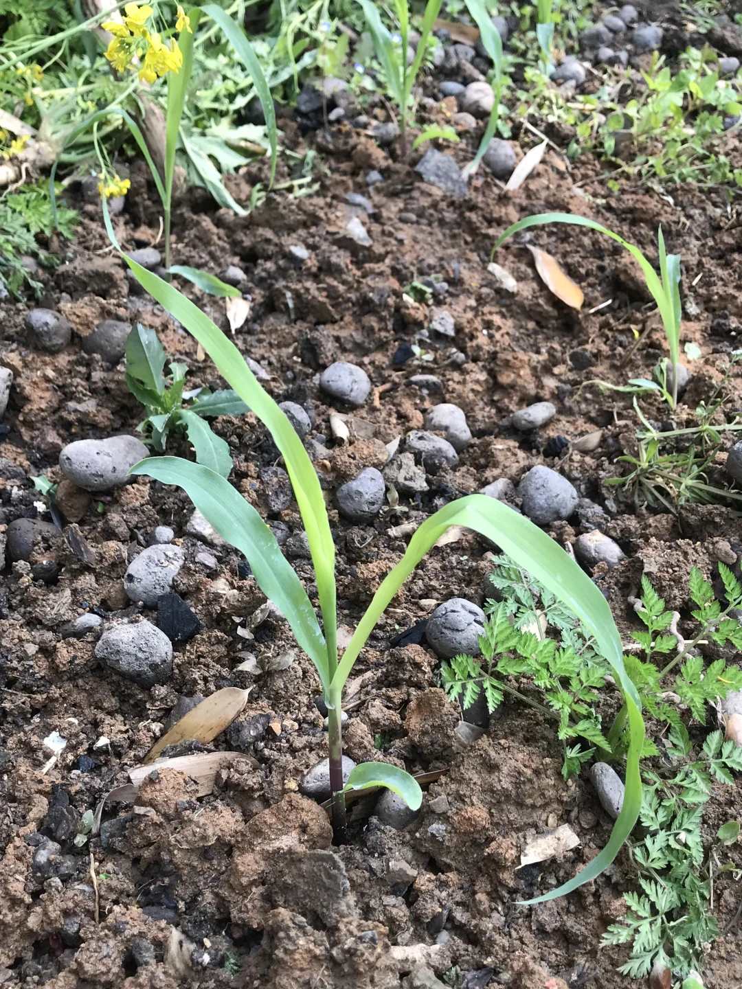 春季种菜的快乐