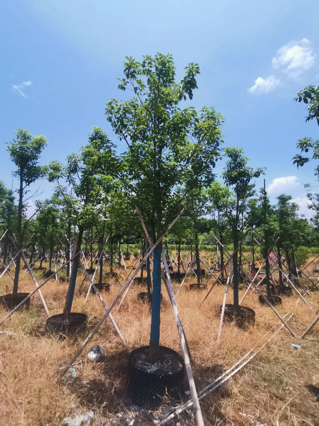 8-10分市政小香樟有货