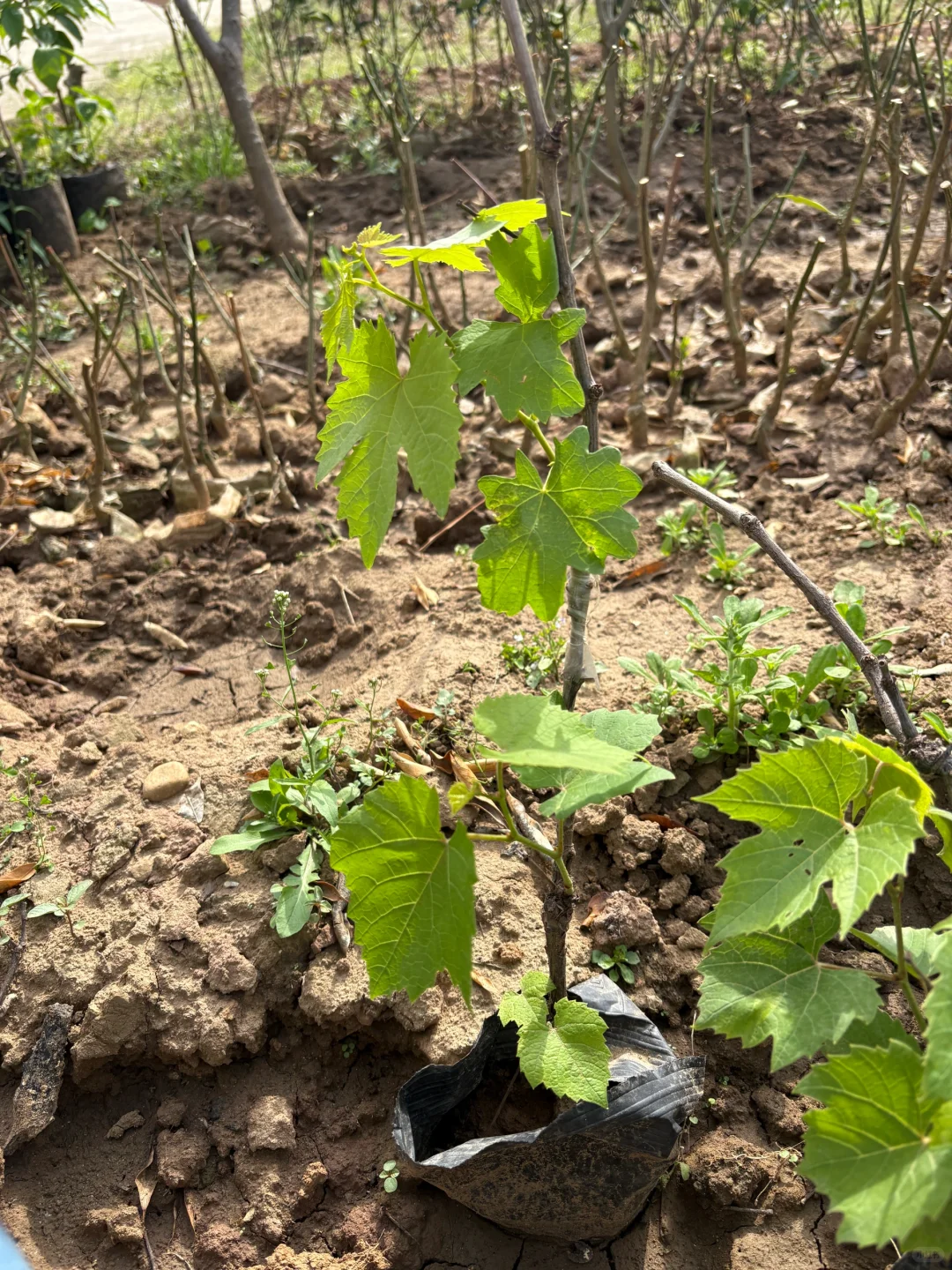 大自然的馈赠~巨峰葡萄苗