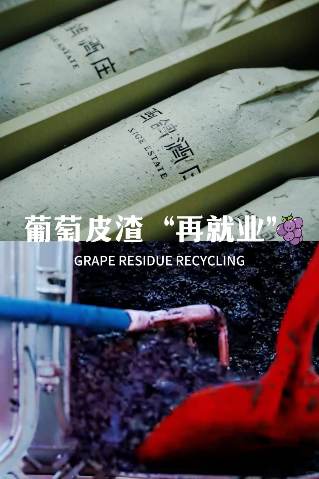 榨季尾声,我们给葡萄皮渣,找了份新工作