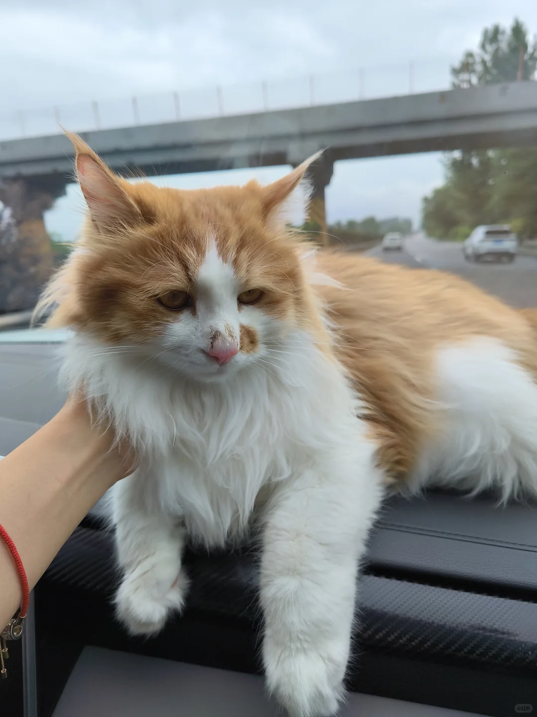 航空/铁路/公路运输 宠物?托运全攻略