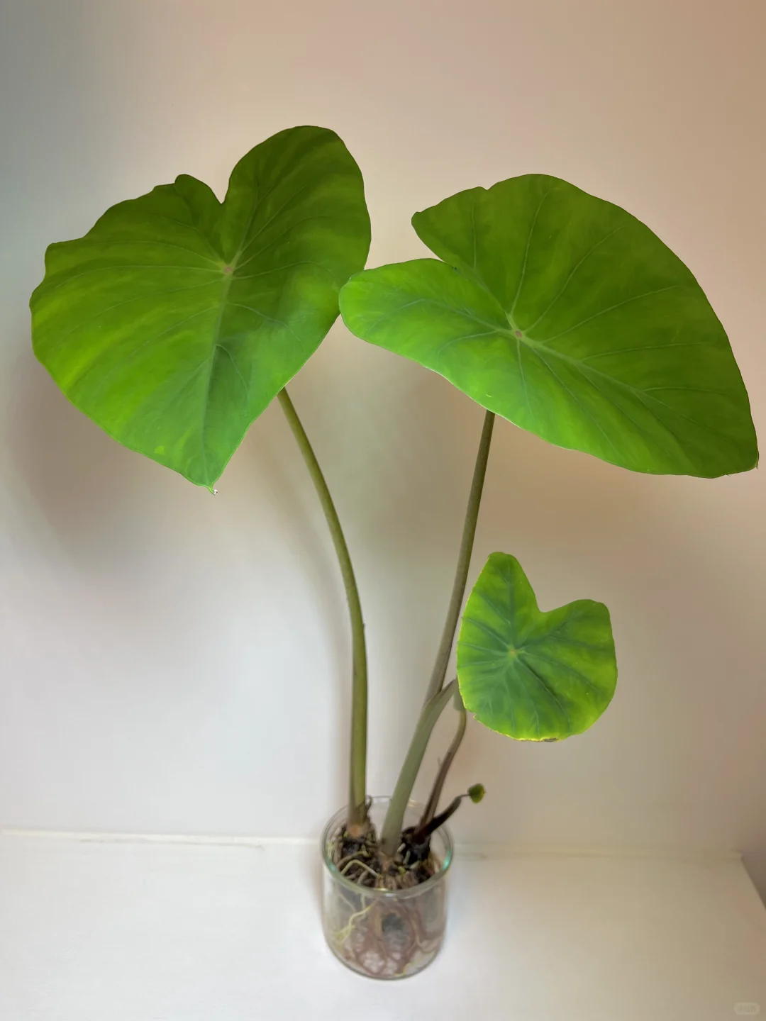 Hydroponic vegetables 水培各类蔬菜