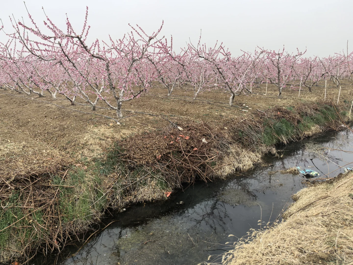 碳中和与绿废处理
