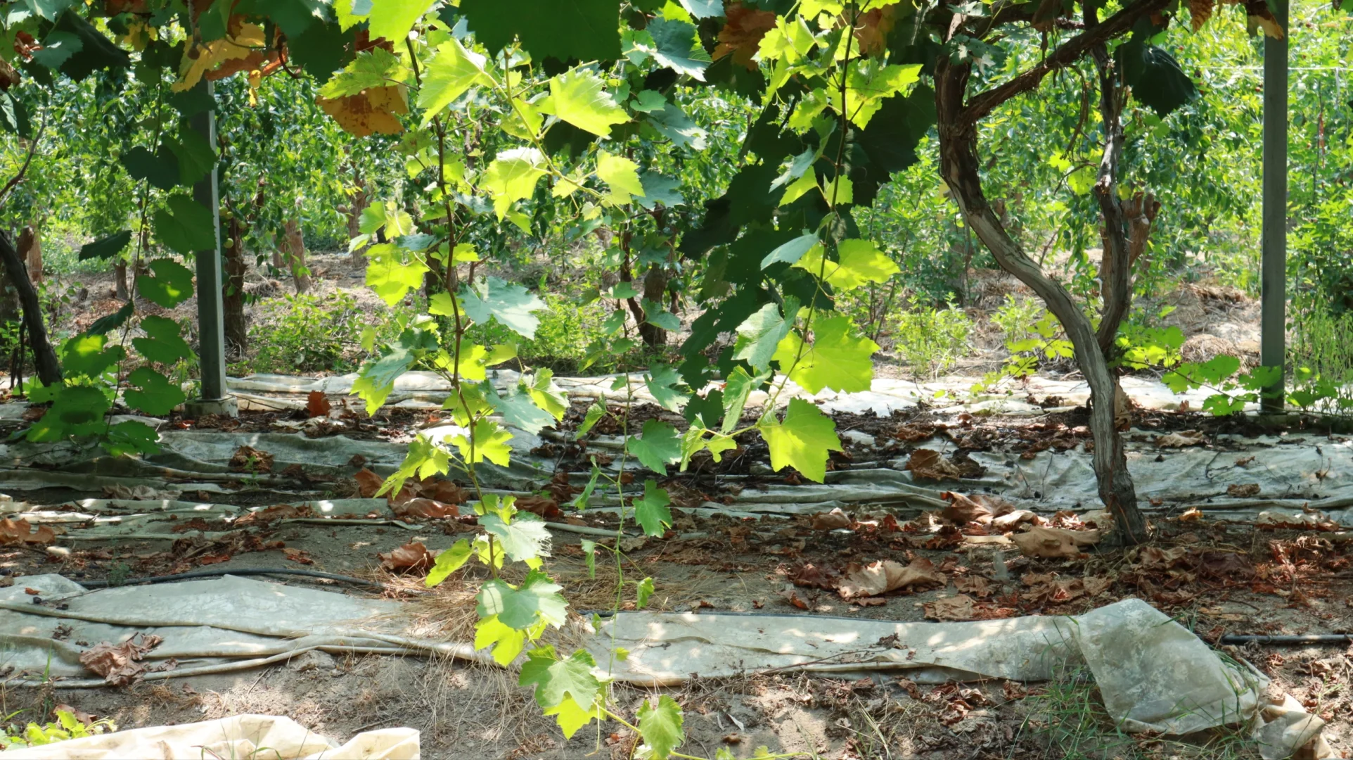 从甬江到衢江:一场跨越浙东浙西的智慧农业