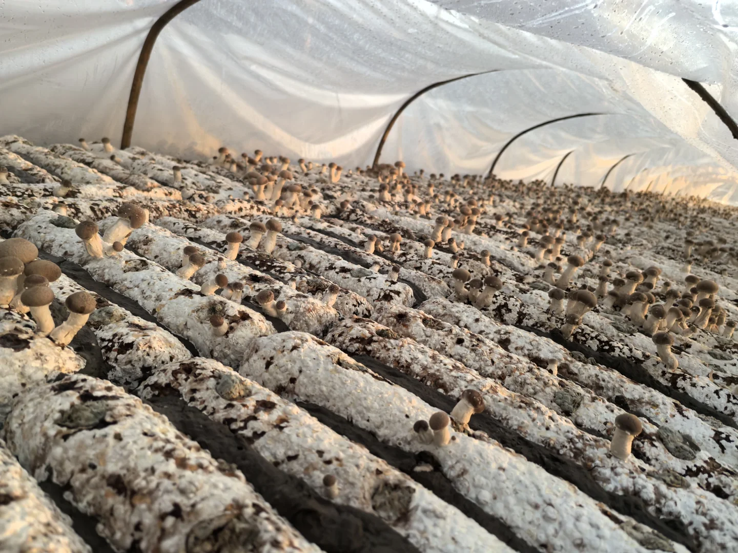 香菇，你就是我的精神粮食香菇???