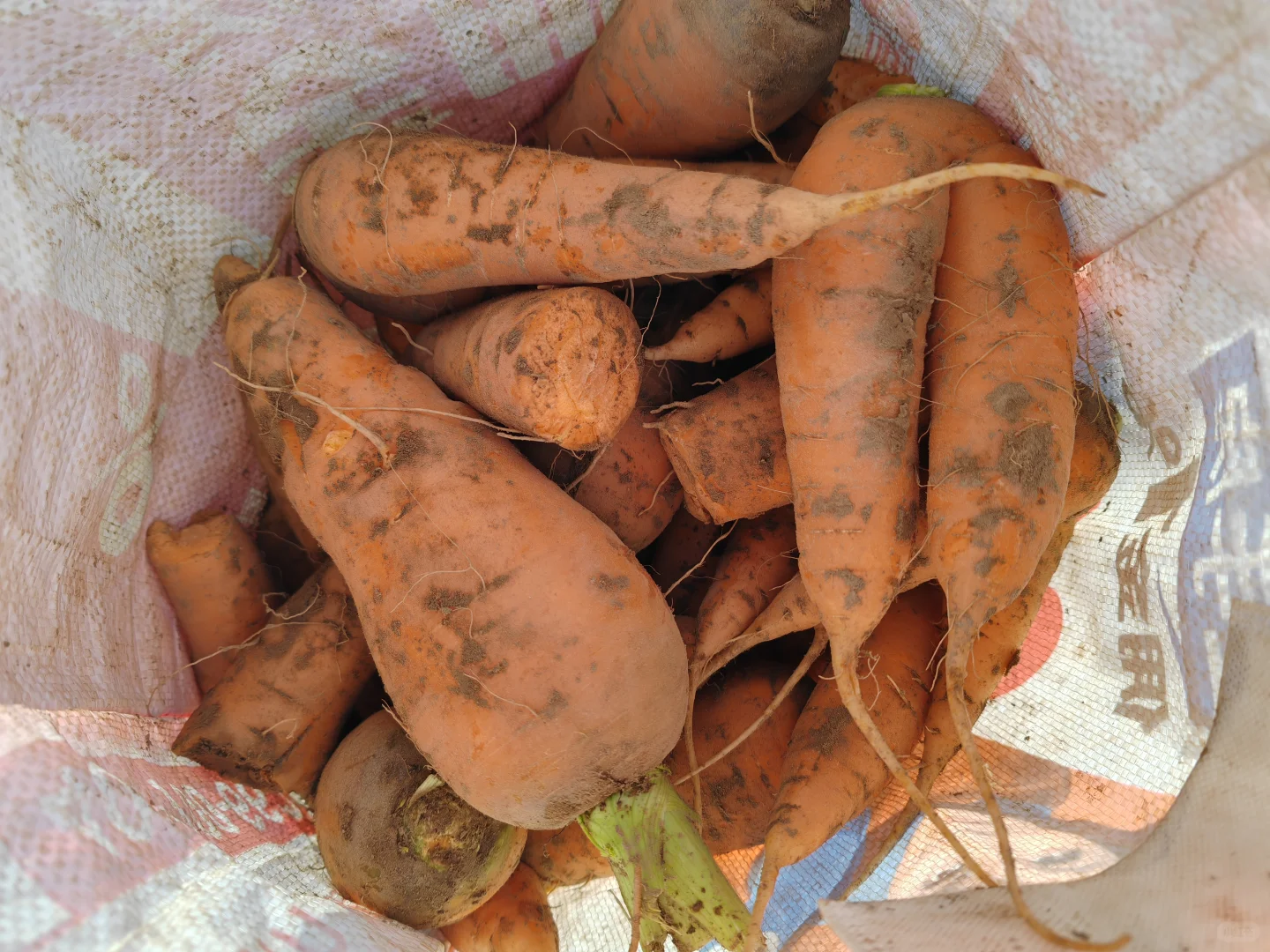 11.10?，超级营养的胡萝卜捡起来