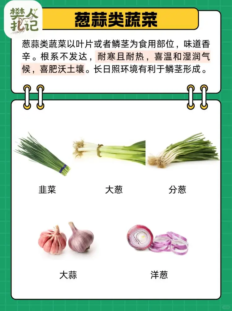 蔬菜清单（下）?种什么菜？什么菜好种？