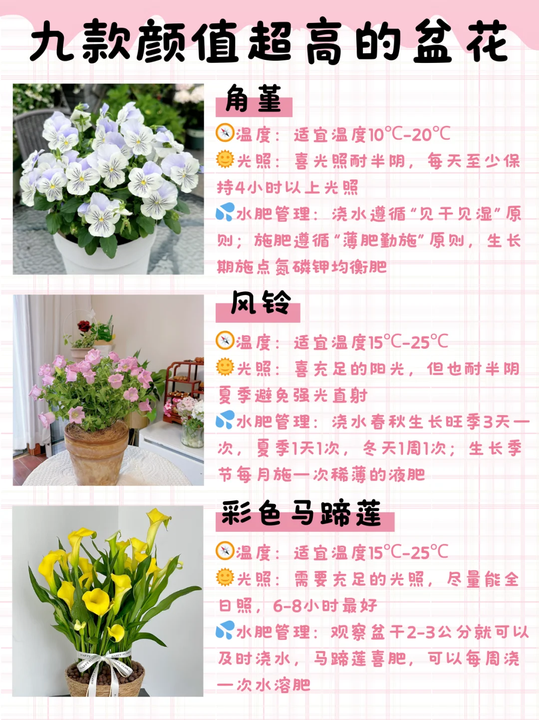 九款颜值高花期长的盆花（附养护指南）