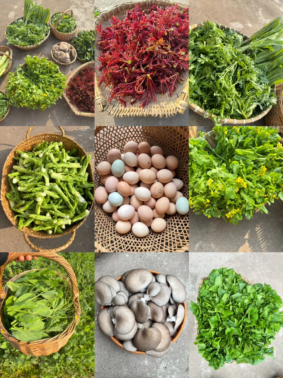 今天给小红书姐妹寄出的露天时令蔬菜拼