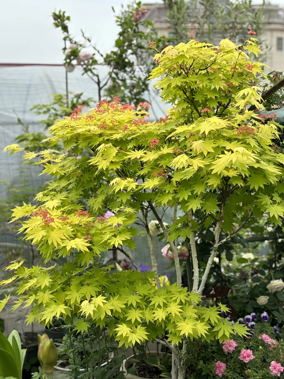 枫叶-约旦（普货中的战斗机）